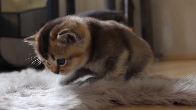 Baby Kittens Play Very Amicably