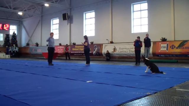 обд 1 Кунцевский КСС 20131214 Большакова и бордер колли Лютра смотреть онлайн