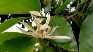 [271] Magnolia Flower | White CHAMPACA | White Sandalwood | White Jade Orchid Flower | ផ្កាចម្ប៉ា