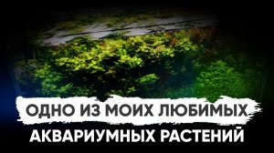 Одно из моих любимых аквариумных растений - неприхотливая Людвигия ползучая