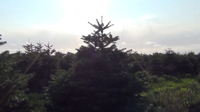 11858 Пихта Нордмана срезанная 2.00 - 2.25 м смотреть онлайн