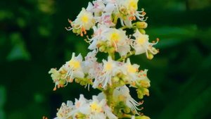 Футаж Свечки Каштана. Цветы Каштана Весной. Футажи для видеомонтажа. Видеофутажи