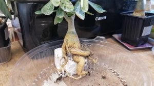 ДЖЕНТЕЛЬМЕН УДАЧИ !!! Вариегатный адениум)