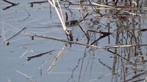 Рыбалка за плотвой рано весной в тростник!