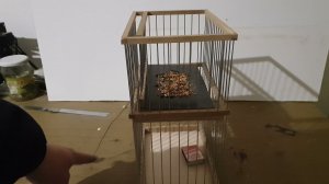 Ловушка для щеглов и прочей певчей птицы.