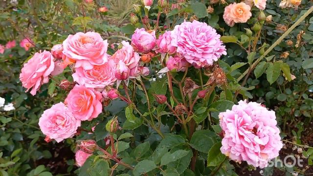 Цветение роз в конце июля смотреть онлайн