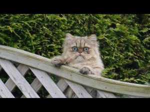 Я РЖАЛ ЦЕЛЫЙ ЧАС?ПОДБОРКА СМЕШНЫХ КОТОВ И СОБАК ДЛЯ ХОРОШЕГО НАСТРОЕНИЯ? #15