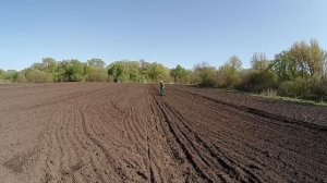 Посеял свёклу кормовую.