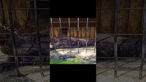 про животных