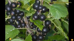 Смородина черная Вологда. Краткий обзор, описание характеристик ribes nigrum Vologda