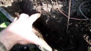 Кротоловка самая эфективная