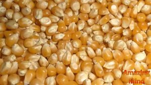 Как появился ПОПКОРН? Когда?