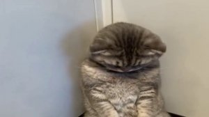 ШОК! КОТИК ОТКАЗЫВАЕТСЯ ОТ СНЮСА 10 МИНУТ!!!