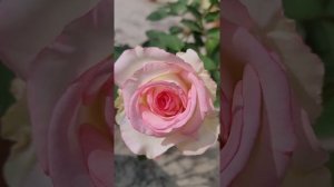 Moonstone Rose