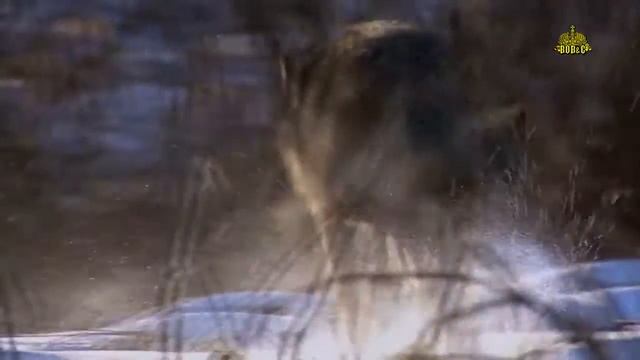 Андрей Никольский - Волчица смотреть онлайн