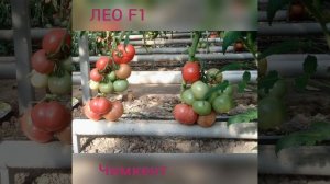 ЛЕО F1 - ранний розовый томат от Rijder Seeds с прекрасным вкусом - Добрые Семена.ру.