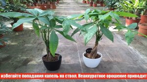 Растение пахира: как вырастить мини-баобаб в домашних условиях