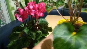 Спасенный ЦИКЛАМЕН - сорт Merengue Salmon Red? Цикламен из магазина  - домашнее цветение!