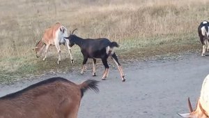 Друзья, подскажите какой взять термокаутер?