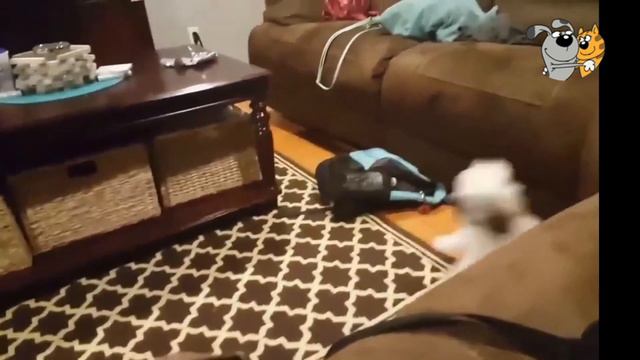 Funny animals. Funny clumsy puppies / Смешные животные. Смешные неуклюжие щенки смотреть онлайн