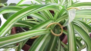 Почему хлорофитум кудрявый самое полезное комнатное растение