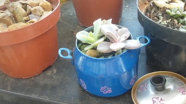 Suculenta Echeveria Gibiflora Metálica # Ciclo de vida no jardim смотреть онлайн