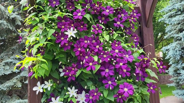 Клематис Хулдайн и Этуаль Виолетт. смотреть онлайн