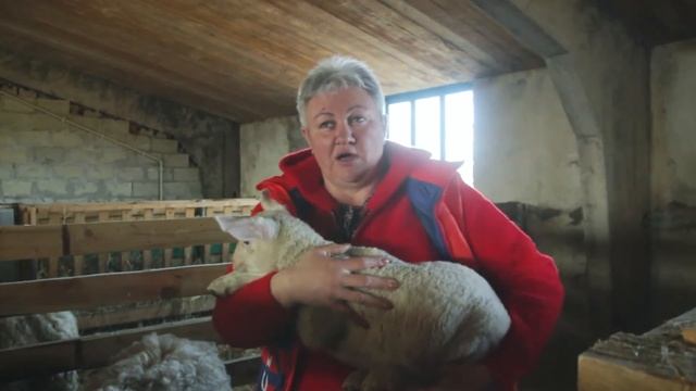 Породы овец. Восточно-фризские овцы. смотреть онлайн