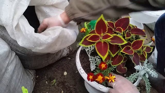 Цветочные миксы для напольных вазонов. смотреть онлайн