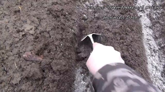 Смешанные ранние посевы редиса с луком,капусты,гороха подсолничника смотреть онлайн