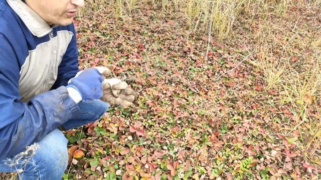 Осеннее и летнее кошение клубники: зачем и как это делать? смотреть онлайн