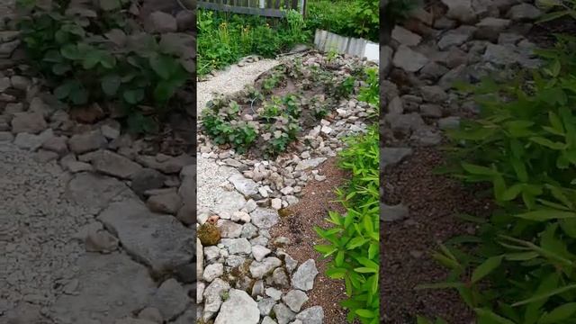 Аптекарский садик-огород #аптекарскийогород#обзор #цветынадаче #жимолость #кусты #пруд#мерседес#сад