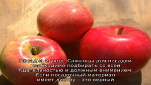 Яблоня Малиновка