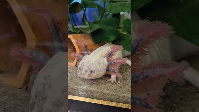 Аксолотли в новом аквариуме? #axolotl #аксолотль #аквариум