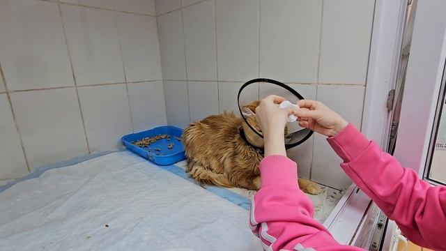 Наше рыжее солнышко больше не грустит | Фор