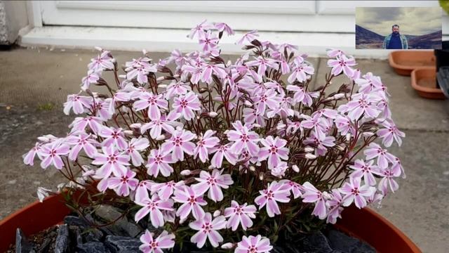 Floks Płomyk Szydlasty Candy Stripes - Phlox Subulata Candy Stripes