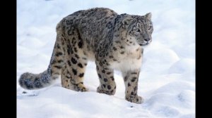 Покоритель высочайших гор СССР или «Снежный Барс»