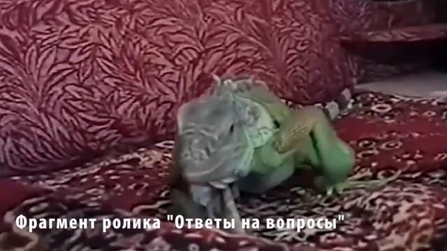 Мои животные? Игуана.Крыса.Паук-птицеед.Черепаха.Попугай.Хорек. Кошки и котята. смотреть онлайн