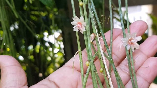 CACTO PENDENTE RHIPSALIS BACCIFERA Em Floração No Meu Quintal? смотреть онлайн