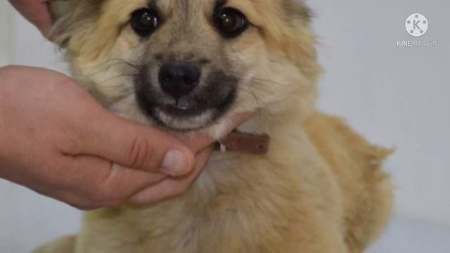 Щенок постоянно скулил и плакал, когда замечал, что хвоста у него нет смотреть онлайн