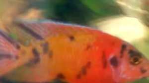 Аулунокара Мультиколор