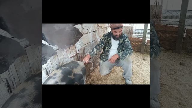 КАК ПРАВИЛЬНО ИЗМЕРЯТЬ ТЕМПЕРАТУРУ У СВИНЬИ. смотреть онлайн