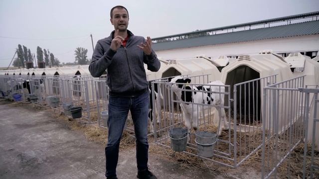Откорм бычков на мясо. Секреты и технологии выращивания телят.