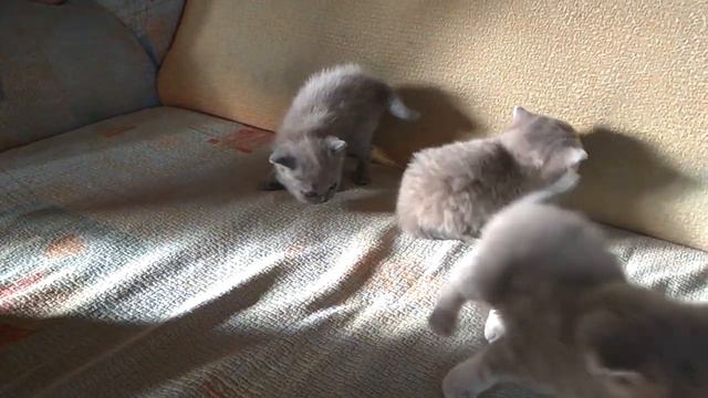 Котята,  Шотландский вислоухий смотреть онлайн