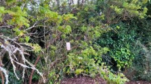 Розы в саду 2022. Питомник Дэвида Остина. Английские розы Остина. Прогулка по саду. КОНКУРС!