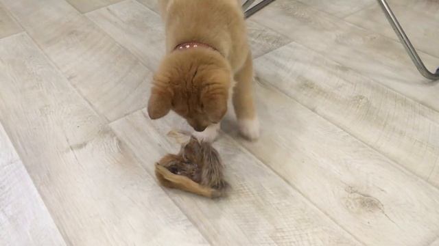 Щенок лайки, воспитание 5 смотреть онлайн