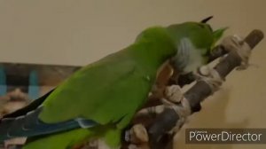 ЭТО ЧТО ТАКОЕ, А? УРОК ДЛЯ  ОБУЧЕНИЯ ПОПУГАЯ ГОВОРИТЬ.