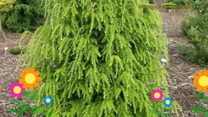 Тсуга канадская Фастигиата. Краткий обзор, описание характеристик tsuga canadensis Fastigiata