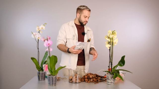 Фаленопсис: секреты пересадки и уход | Советы от Ильи Гомыранова