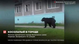 Жители камчатского города Велючинск сняли медведя, бродившего по улицам